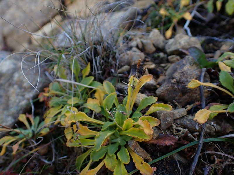 Primula modesta var. samanimontana