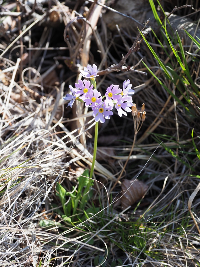 Primula modesta var. samanimontana photo 2