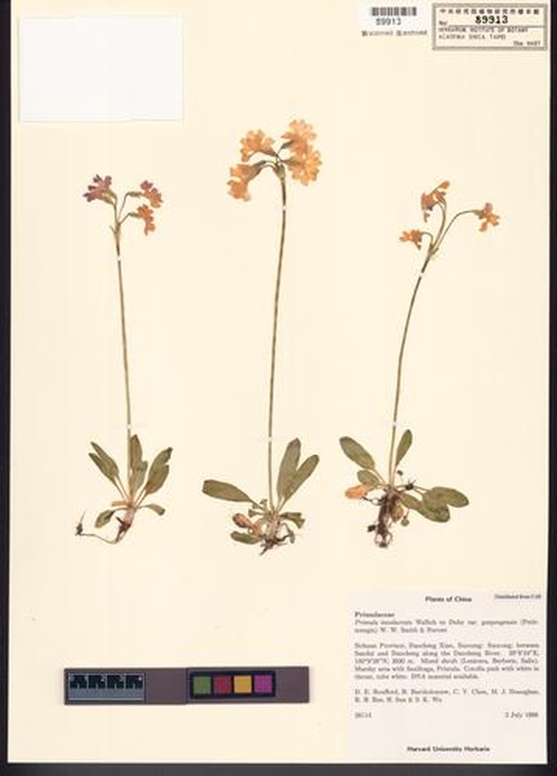Primula munroi subsp. munroi