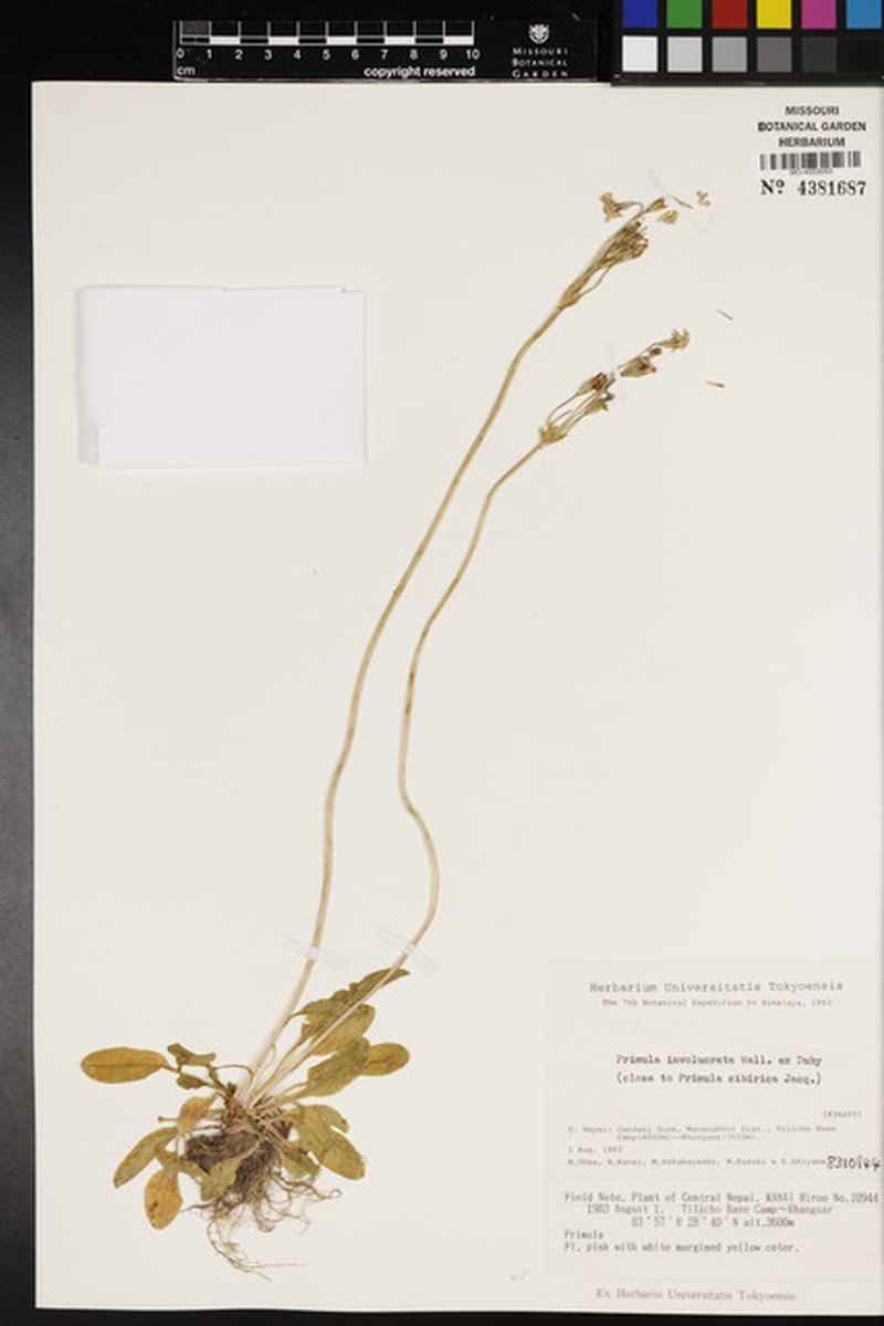 Primula munroi subsp. munroi photo 2