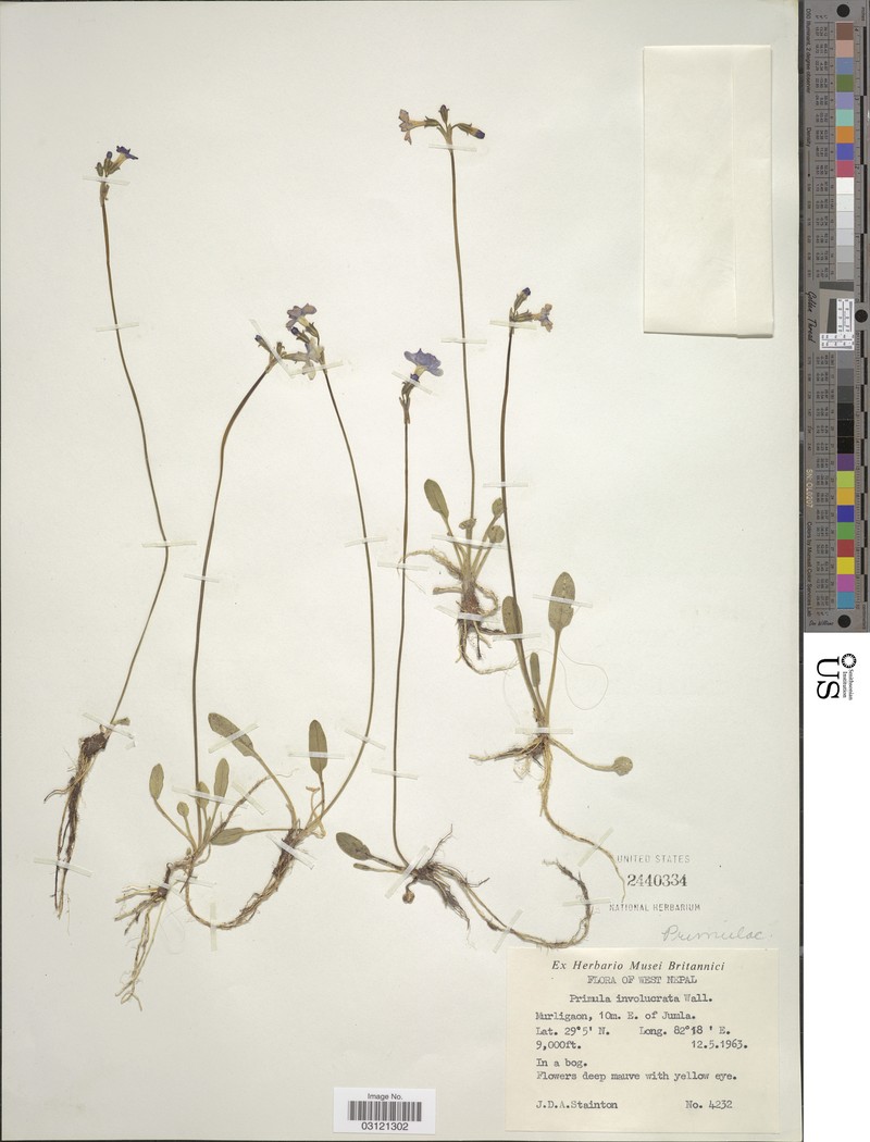 Primula munroi subsp. munroi photo 3