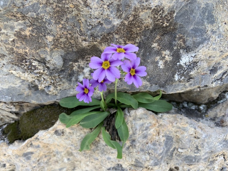 Primula nevadensis photo 2