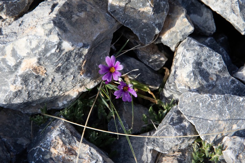 Primula nevadensis photo 3