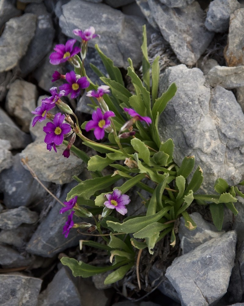 Primula nevadensis photo 4