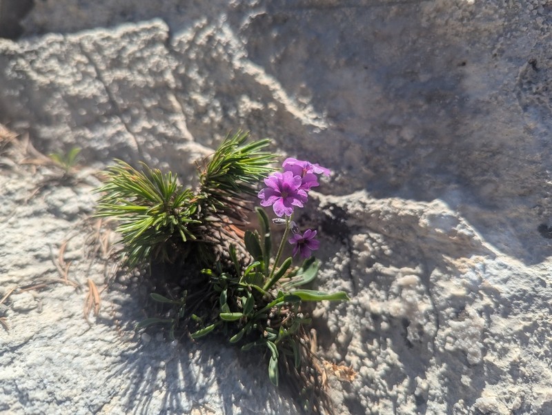 Primula nevadensis photo 5