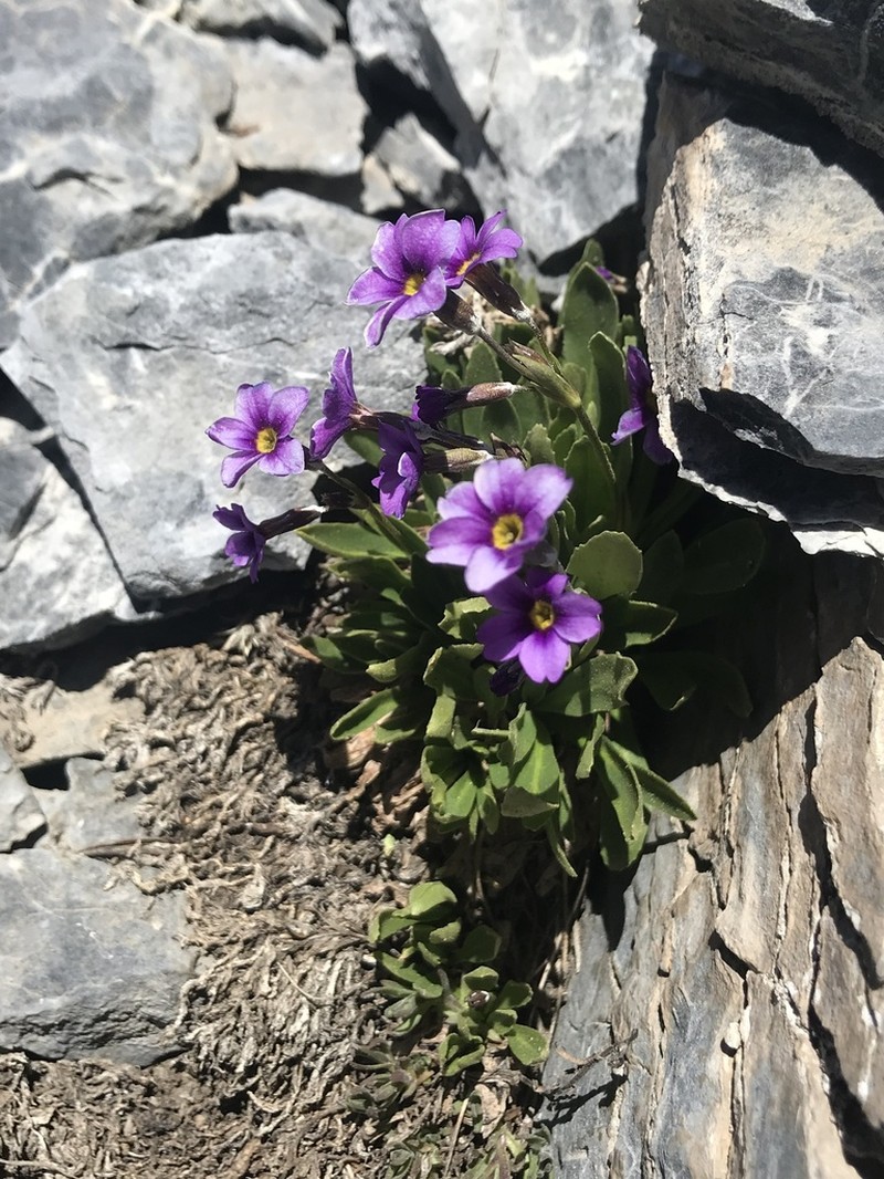 Primula nevadensis photo 6