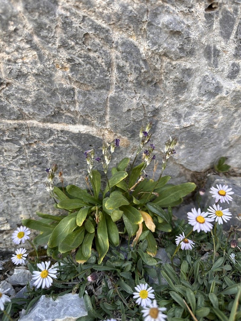 Primula nevadensis photo 7