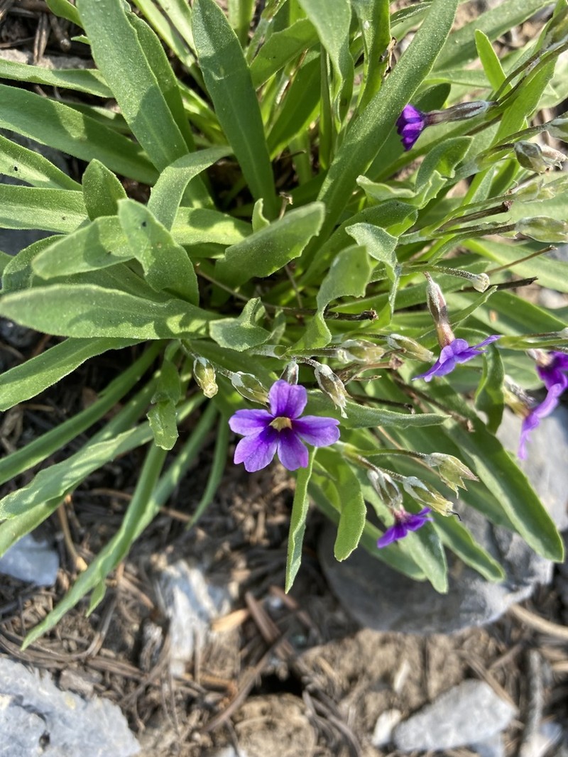 Primula nevadensis photo 8