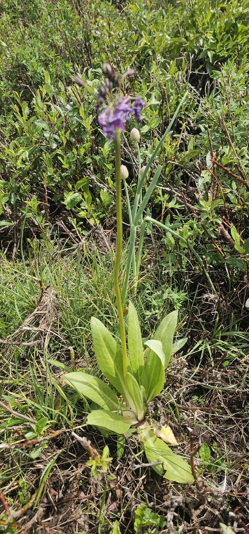 Primula nivalis subsp. nivalis