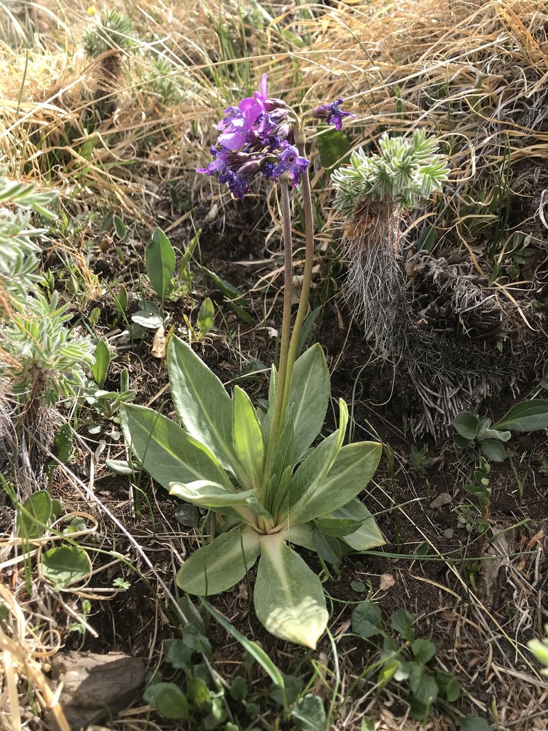 Primula nivalis subsp. nivalis photo 2