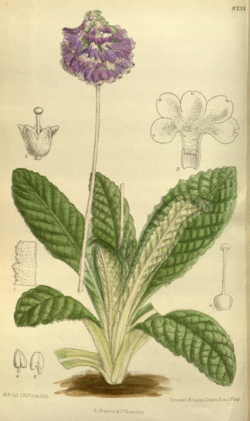 Siberian Primrose photo 2