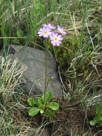 Siberian Primrose