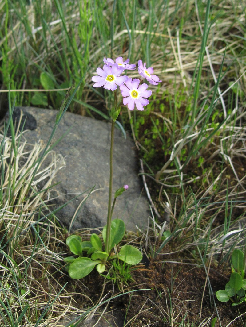 Siberian Primrose