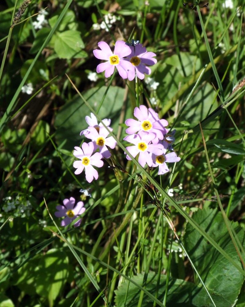 Siberian Primrose photo 4