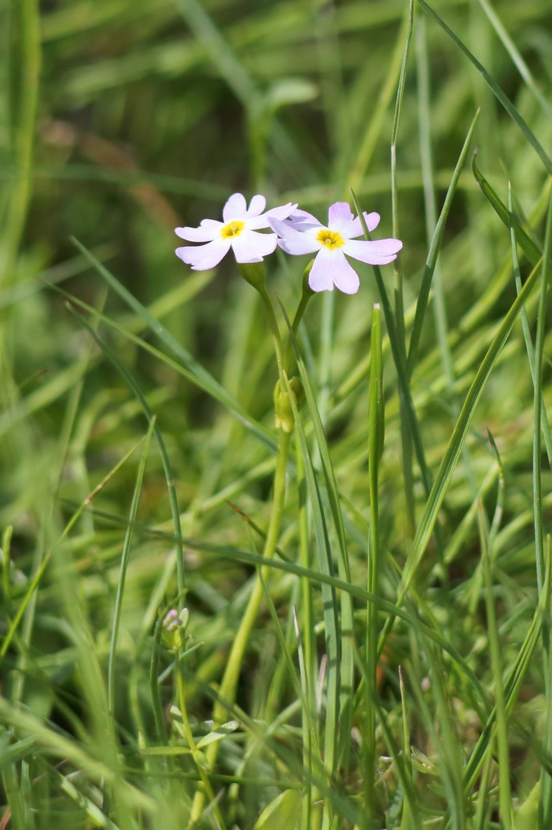 Siberian Primrose photo 5