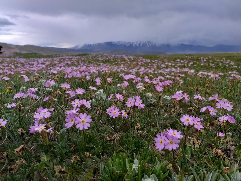 Siberian Primrose photo 3
