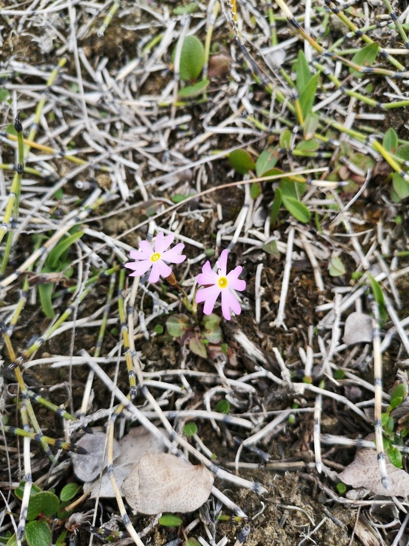 Siberian Primrose photo 4