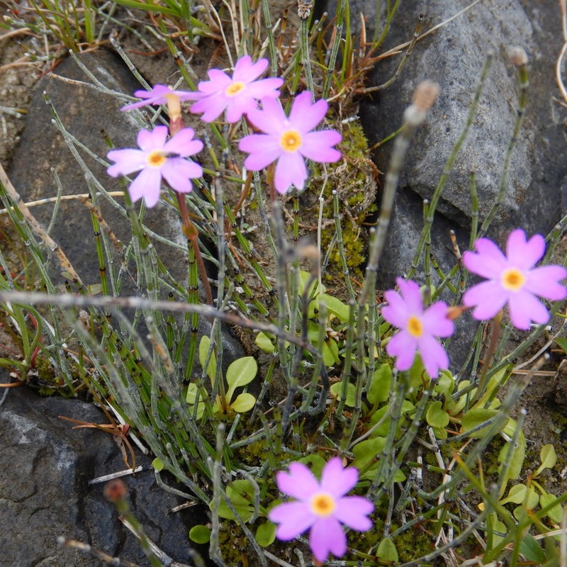 Siberian Primrose photo 5