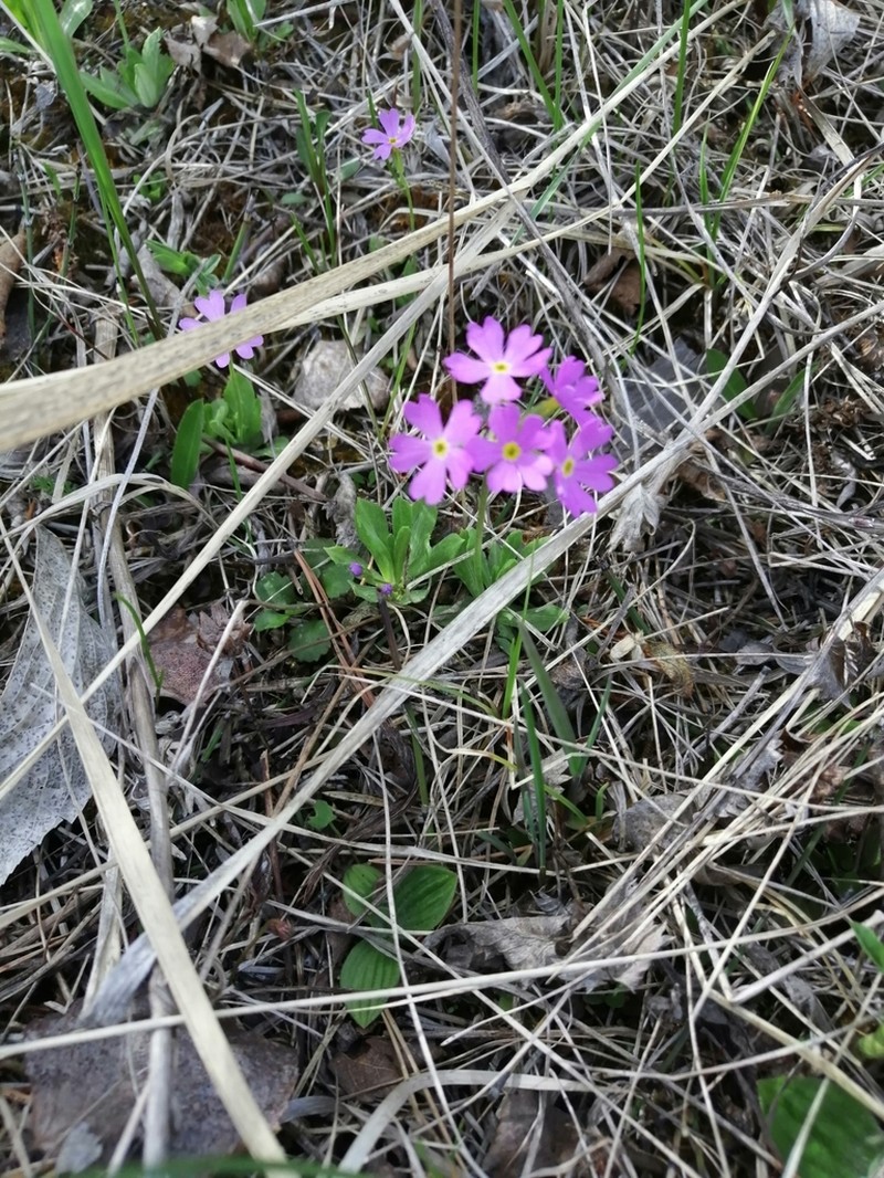 Siberian Primrose photo 6