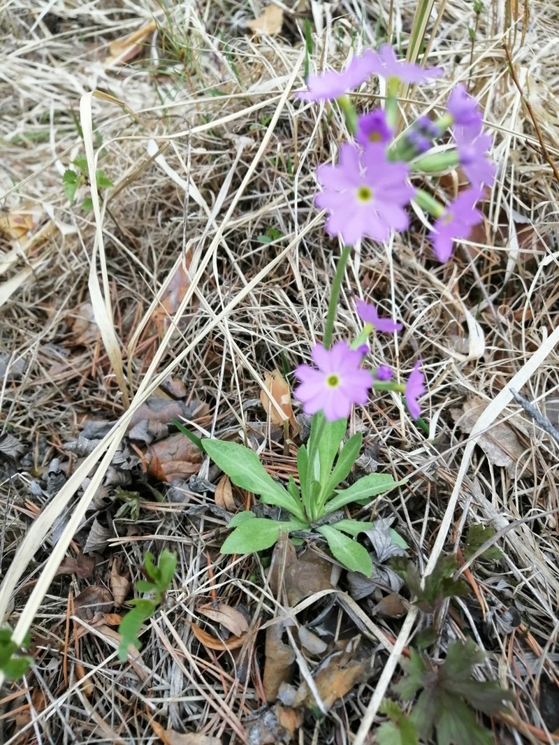 Siberian Primrose photo 7