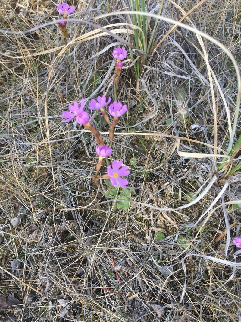 Siberian Primrose photo 8