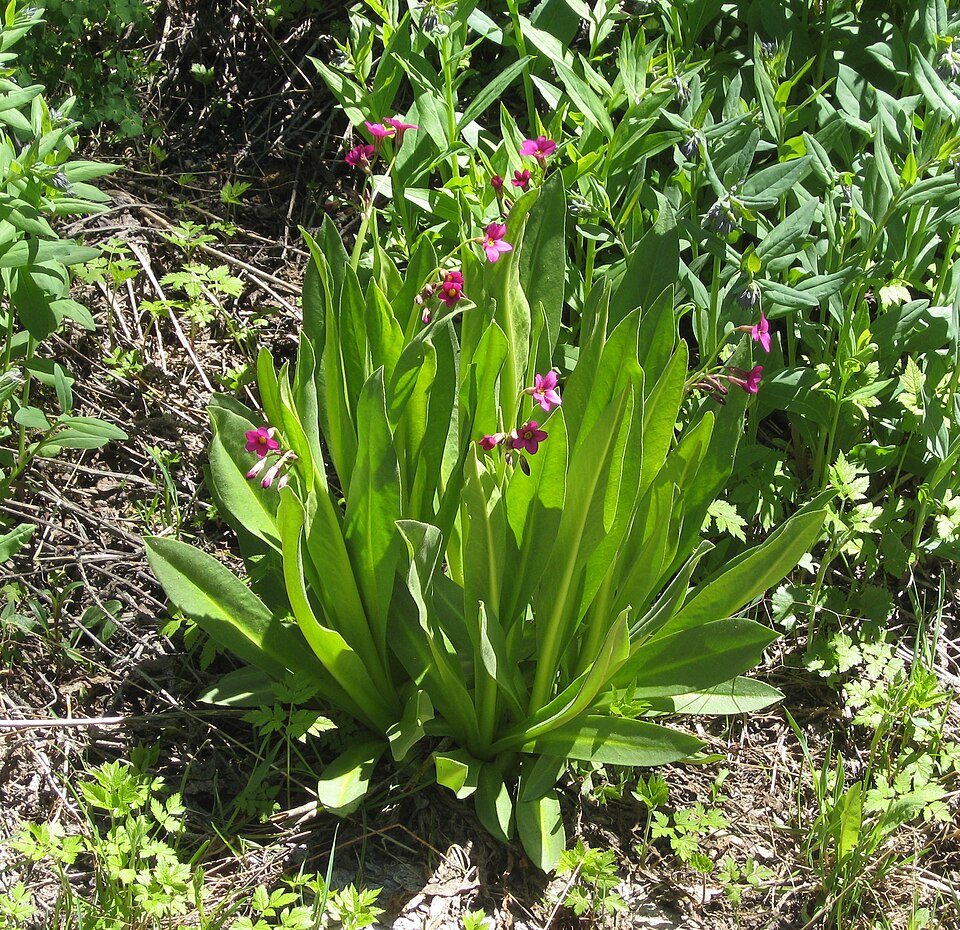 Parry's Primrose photo 4