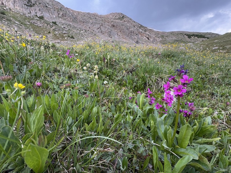 Parry's Primrose photo 3