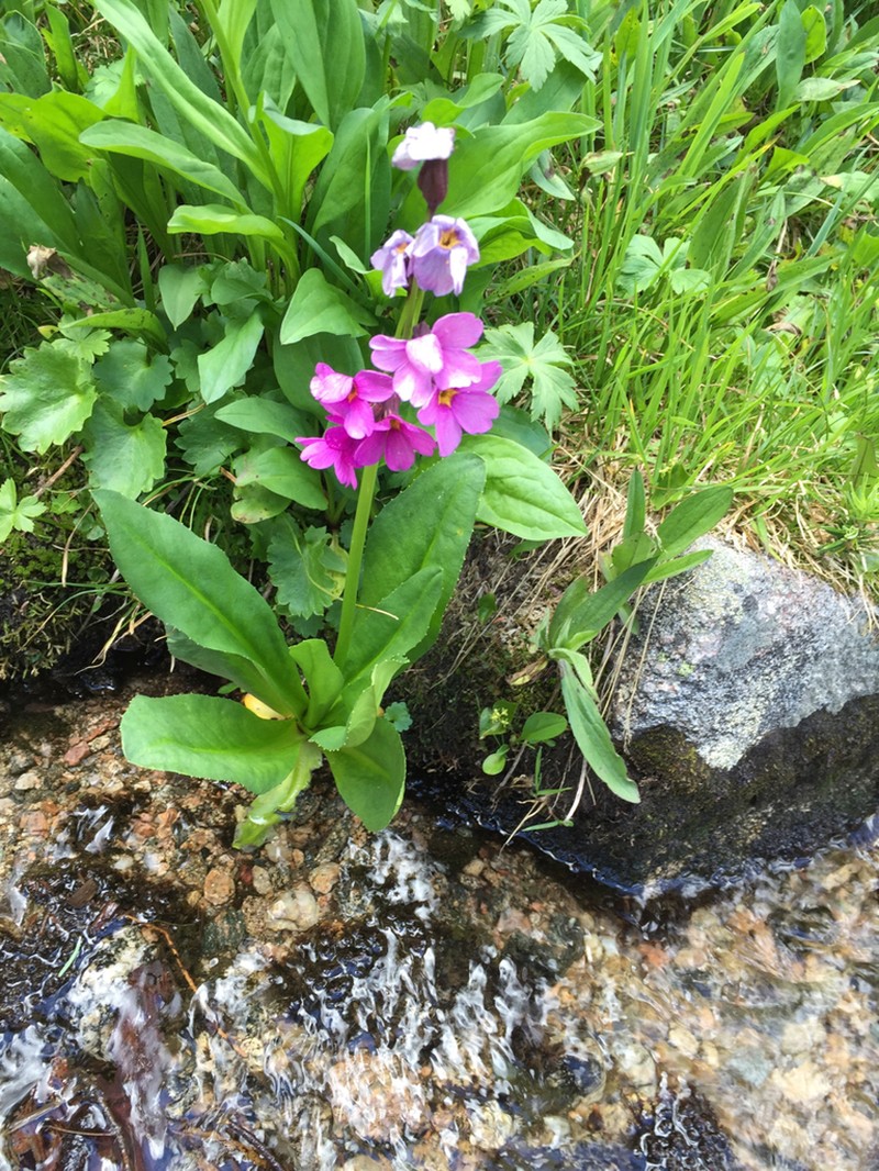 Parry's Primrose photo 4