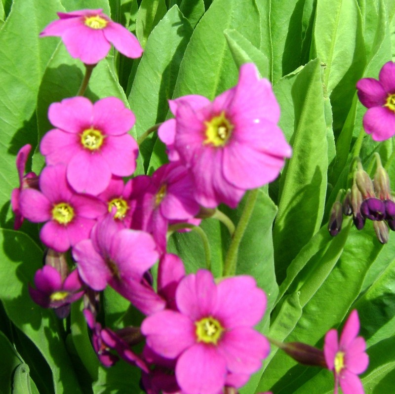 Parry's Primrose photo 5