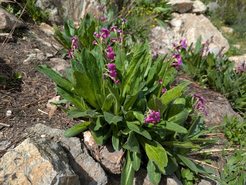 Parry's Primrose photo 7