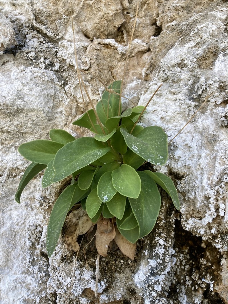 Primula pauciflora