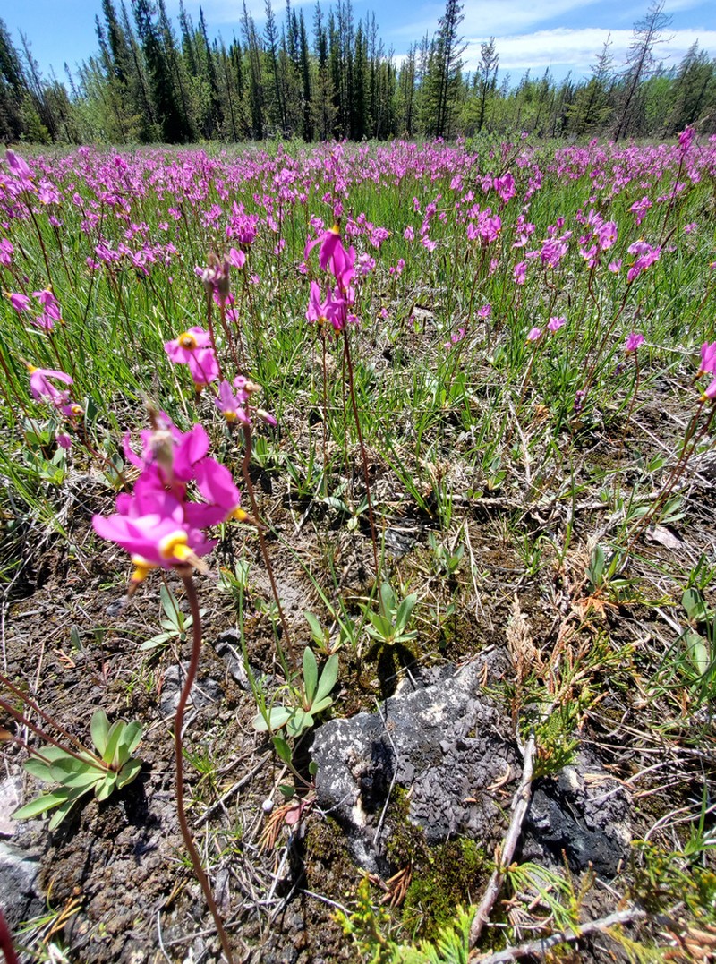Primula pauciflora photo 3