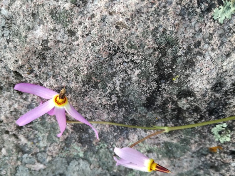 Primula pauciflora photo 4