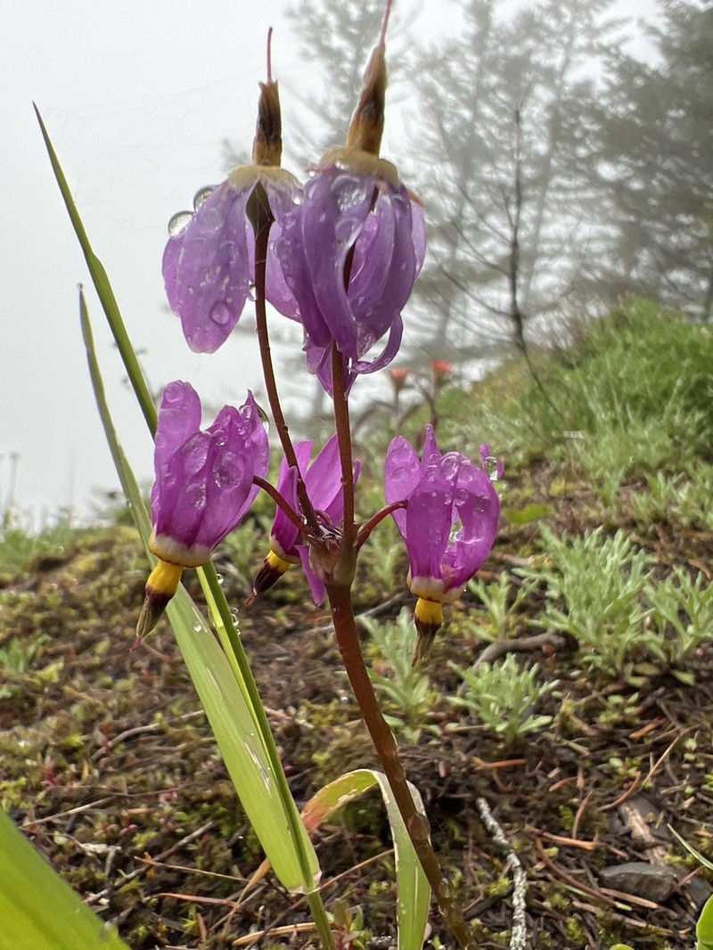 Primula pauciflora photo 8