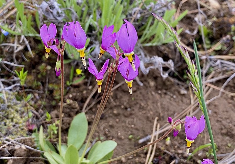Primula pauciflora var. cusickii