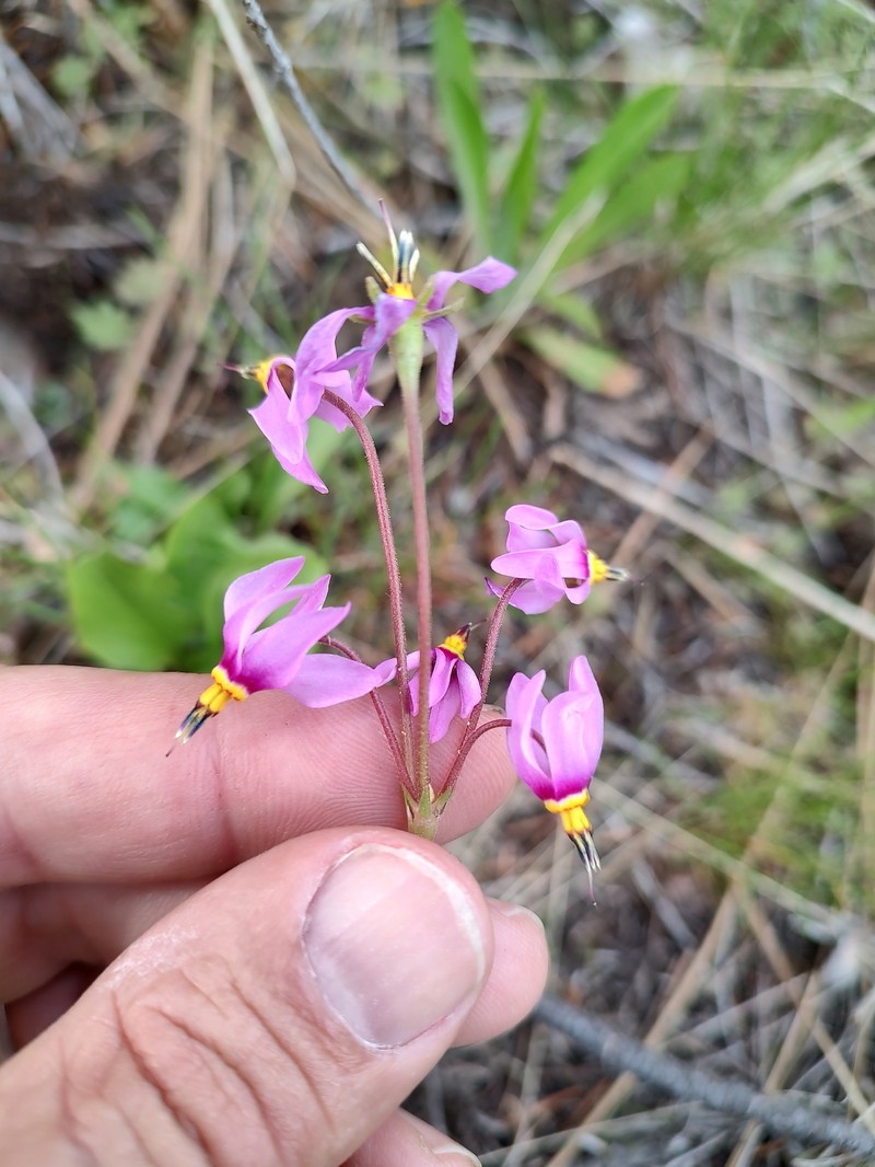 Primula pauciflora var. cusickii photo 2