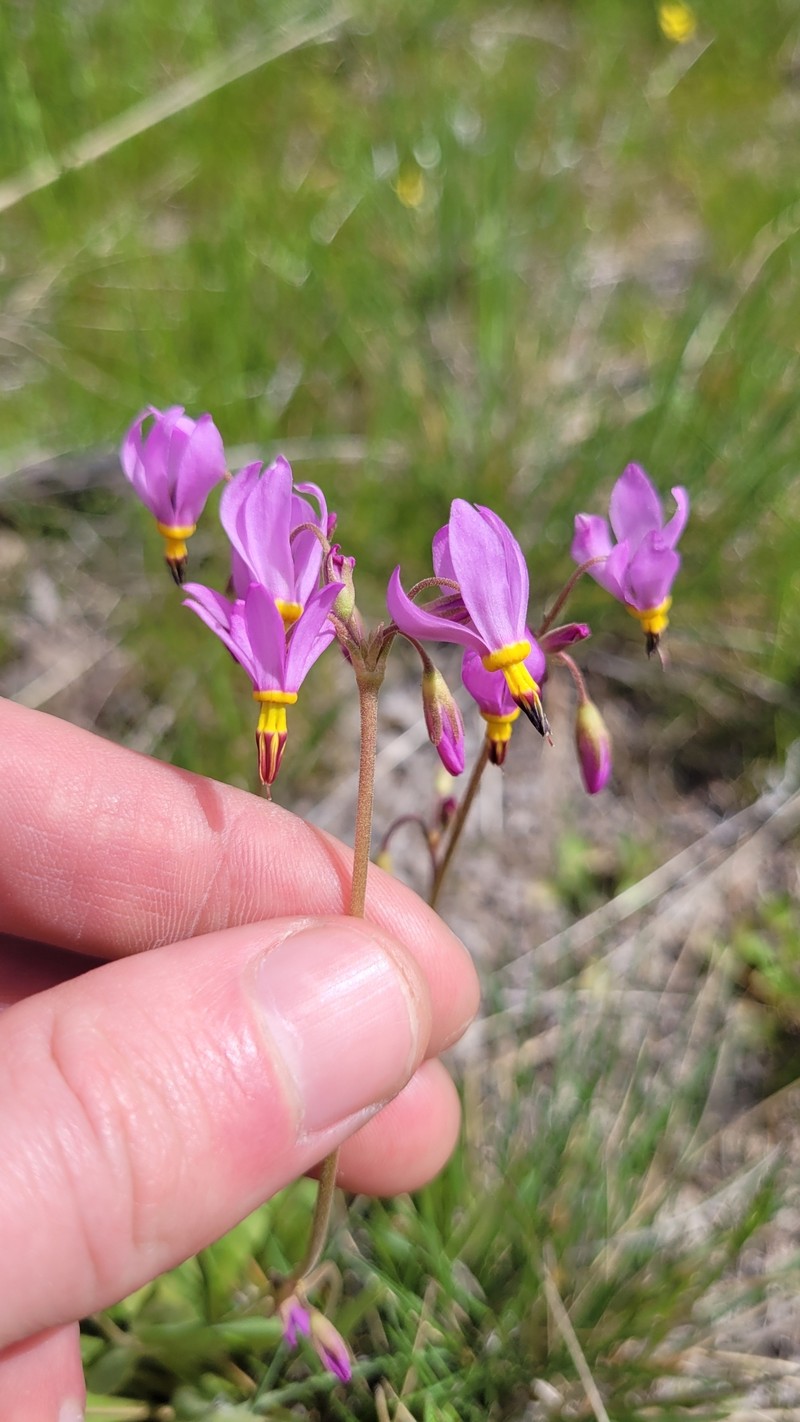 Primula pauciflora var. cusickii photo 3
