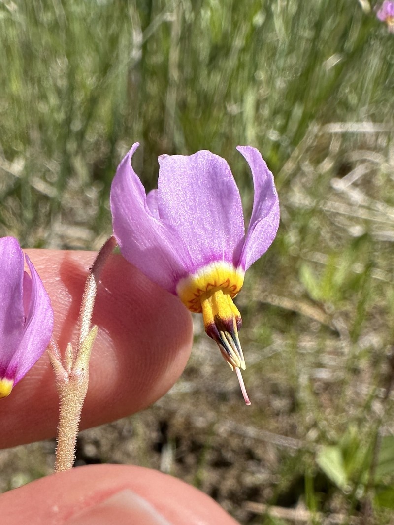 Primula pauciflora var. cusickii photo 4