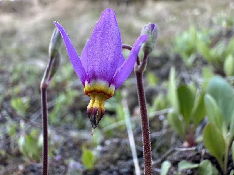 Primula pauciflora var. cusickii photo 5