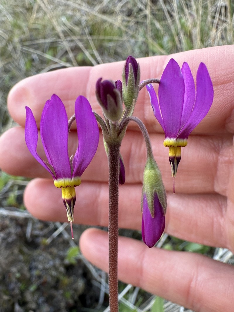 Primula pauciflora var. cusickii photo 6