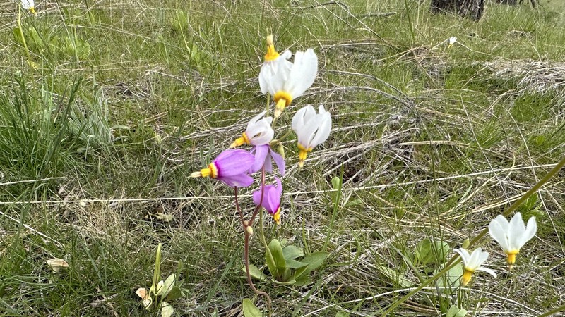 Primula pauciflora var. cusickii photo 7