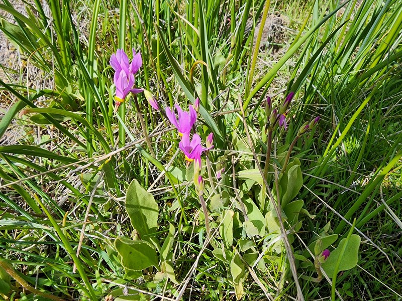 Primula pauciflora var. cusickii photo 8