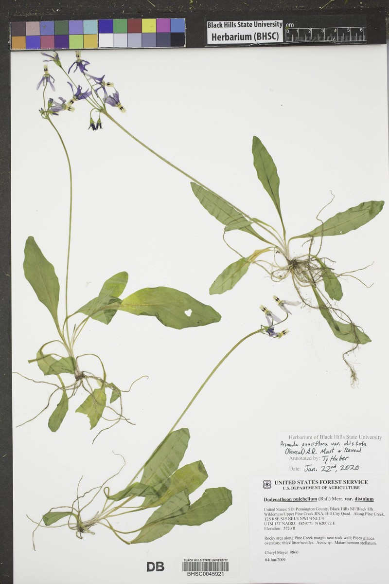 Primula pauciflora var. distola