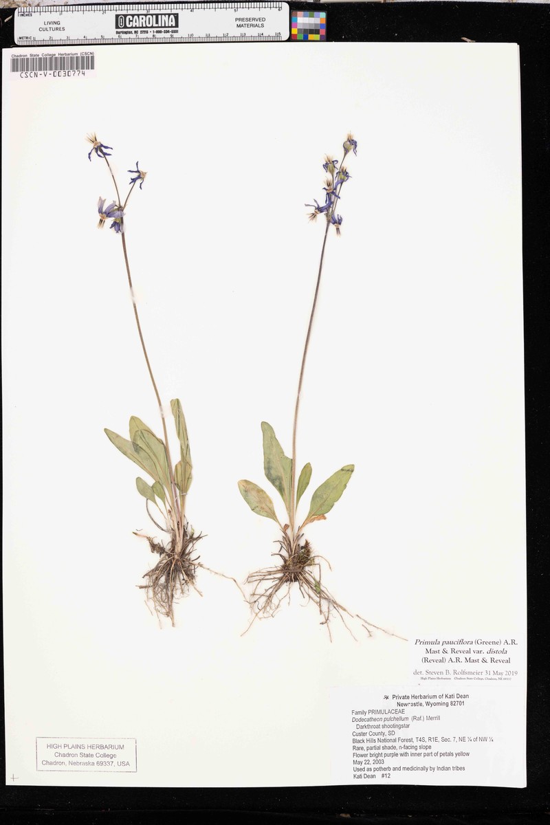 Primula pauciflora var. distola photo 2