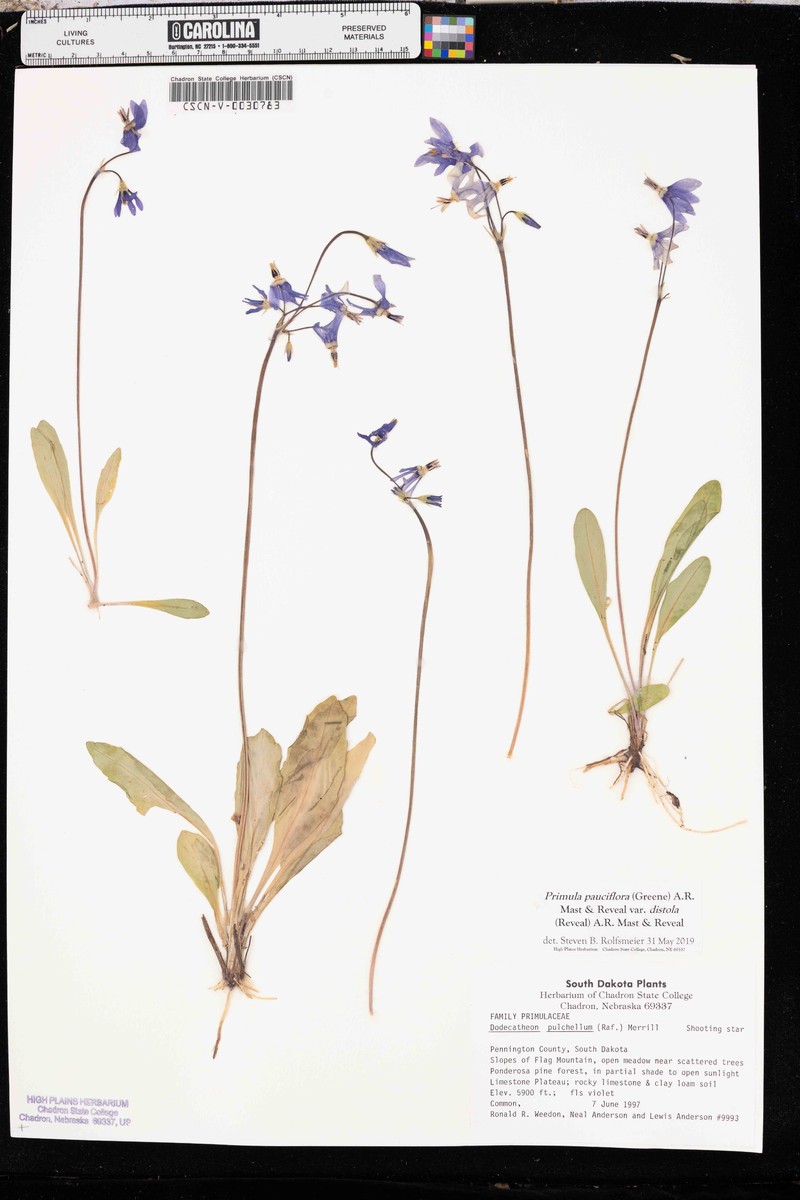 Primula pauciflora var. distola photo 3