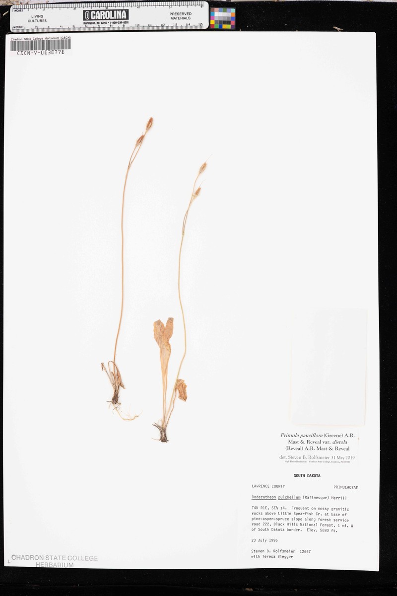 Primula pauciflora var. distola photo 4