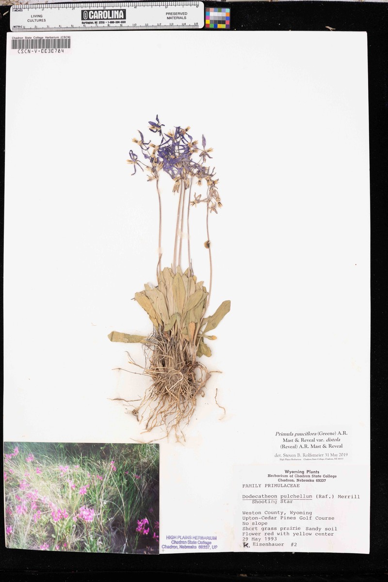 Primula pauciflora var. distola photo 5