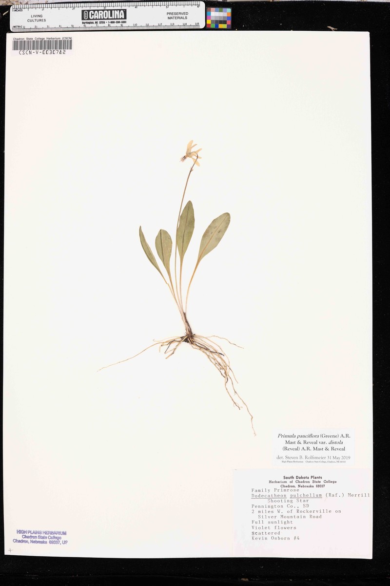Primula pauciflora var. distola photo 6