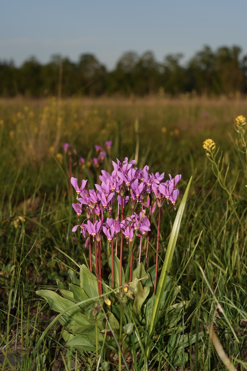 Primula pauciflora var. macrocarpa