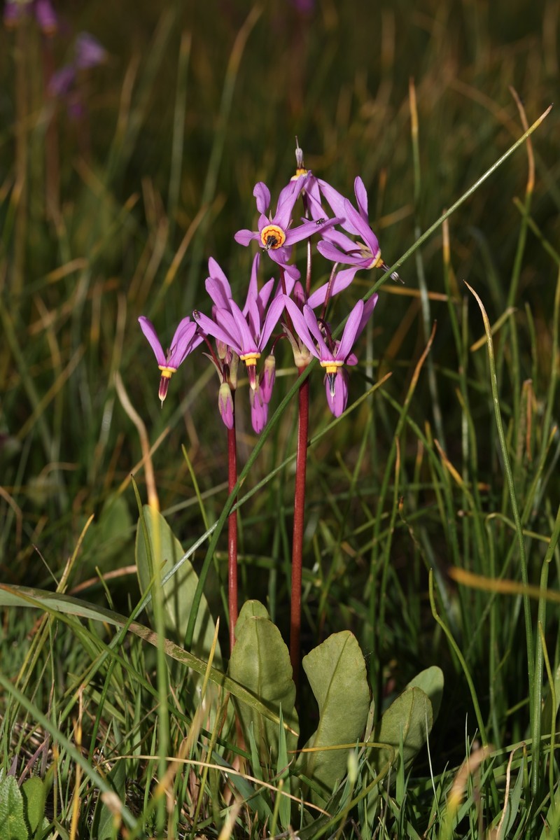 Primula pauciflora var. macrocarpa photo 2